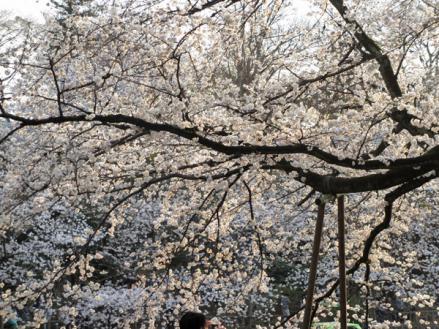 桜満開の井の頭公園