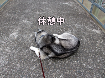 トリュフ