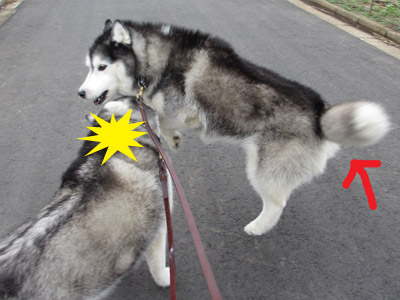 怪獣ショー