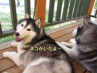 カントリーキッチン