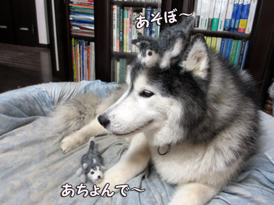抜け毛ドッグ