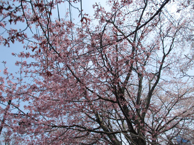 旧軽の桜