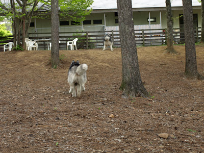 丘の公園ドッグラン