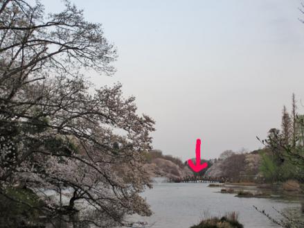 桜満開の井の頭池