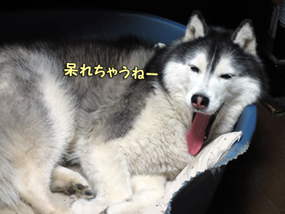 大あくびポトフ