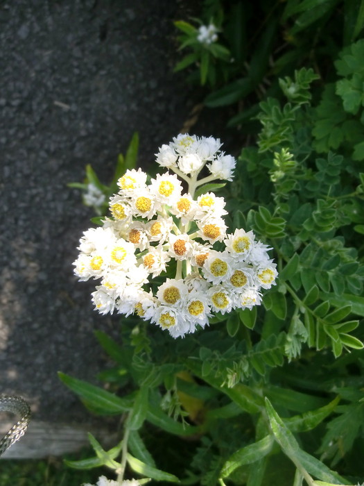 20120807桃岩 (41)