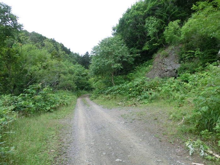 礼文林道 (11)