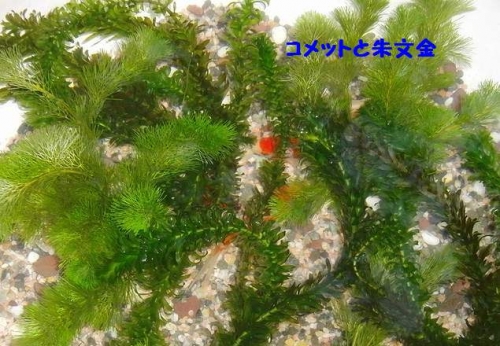 金魚の水替え