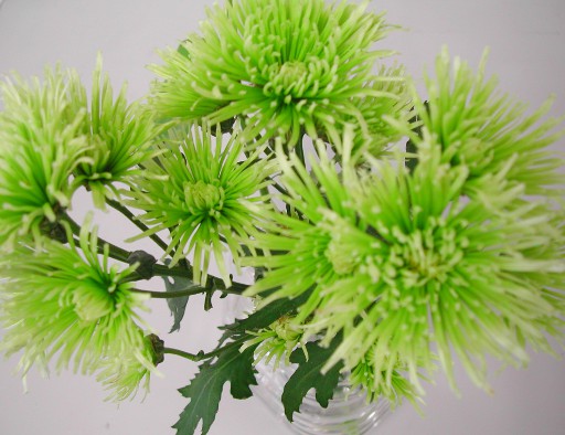 切り撮りlittle Garden 緑色の菊の花