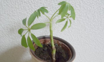 シェフレラさんの様子がおかしい 根腐れ 観葉植物