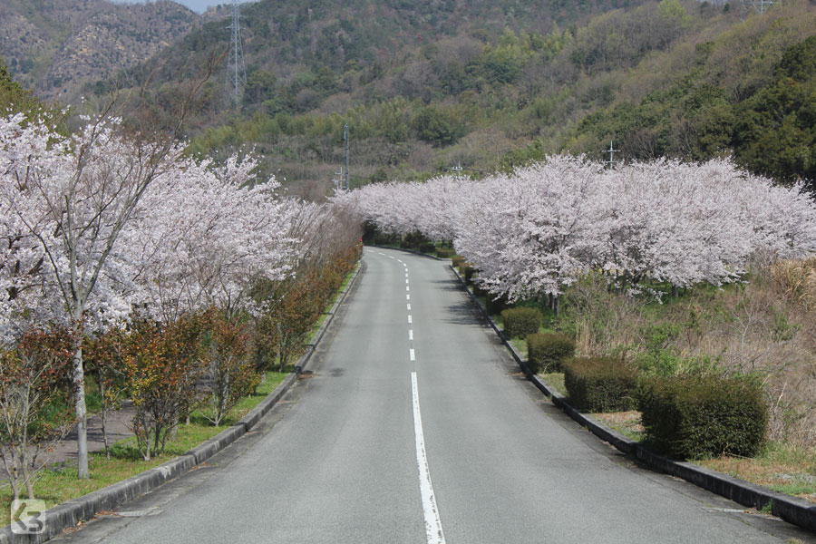 バンブージョイハイランドの桜 満開 くろたきさんぽ 黒滝山歩