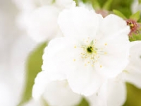 whiteflower.jpg