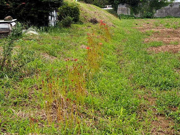 isehara-20140914-09s.jpg