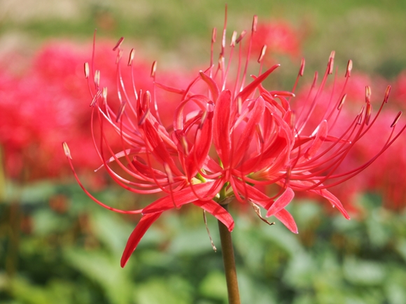 kakegawa-20140921-07s.jpg