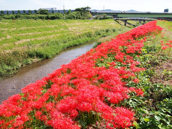 kakegawa-20140921-08s.jpg