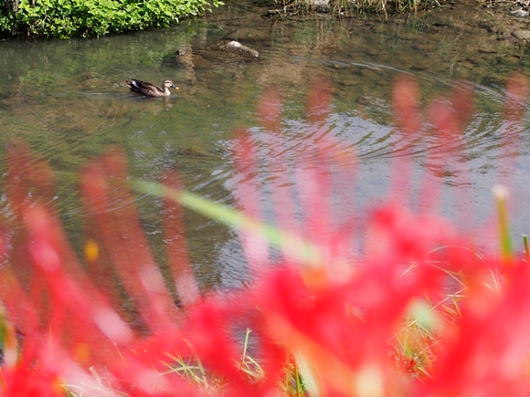 kakegawa-20140921-09s.jpg