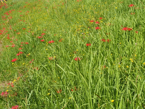 kakegawa-20140921-10s.jpg