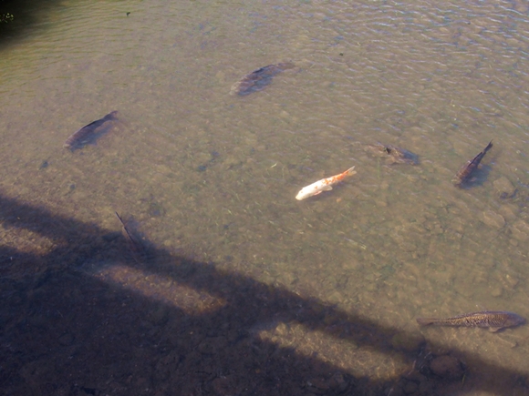kakegawa-20140921-13s.jpg