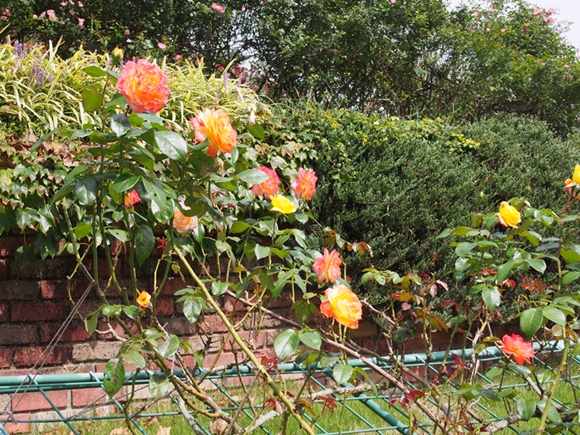 niji-20140915-05s.jpg
