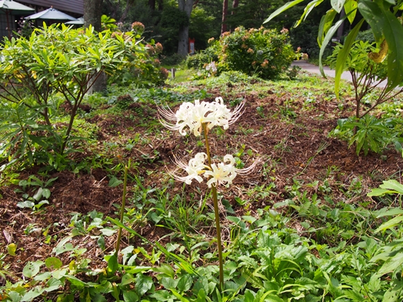 niji-20140915-13s.jpg