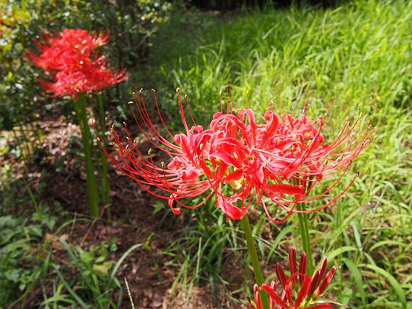 niji-20140915-17s.jpg