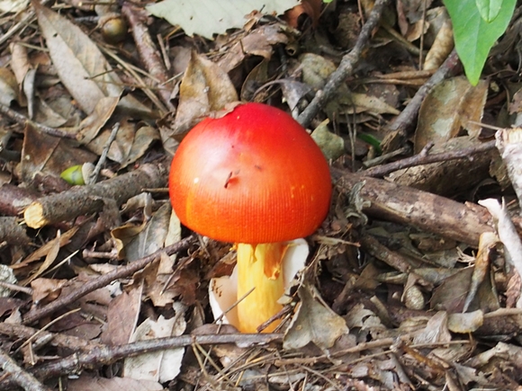 niji-20140915-18s.jpg