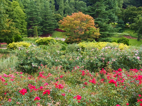 niji-20140915-19s.jpg