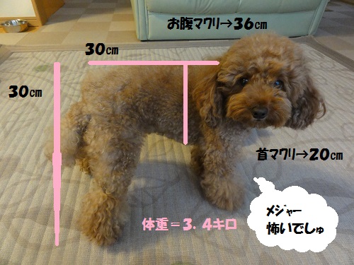 しっぽだださがり~