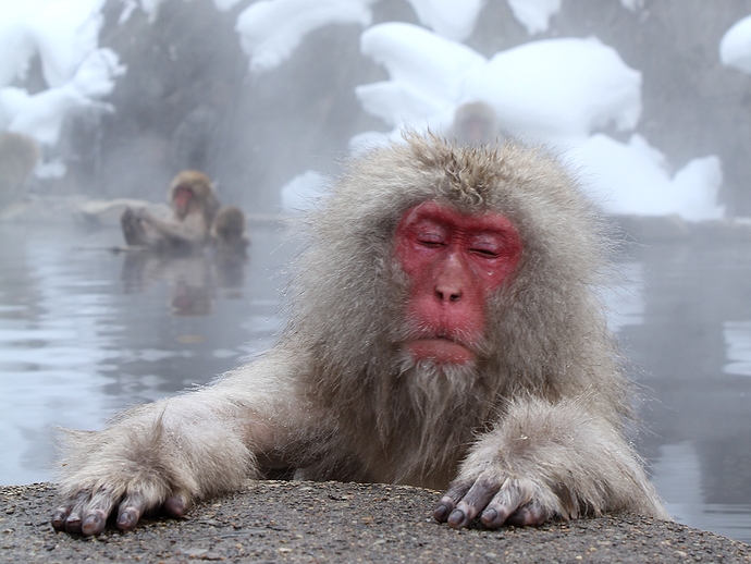 冬のオススメ 温泉に入る猿 地獄谷野猿公苑の Snow Monkey オモシロ観光施設