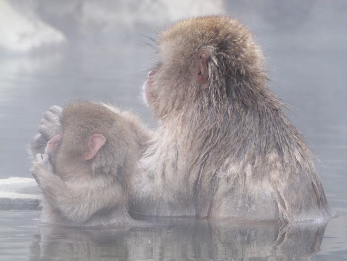 冬のオススメ 温泉に入る猿 地獄谷野猿公苑の Snow Monkey オモシロ観光施設