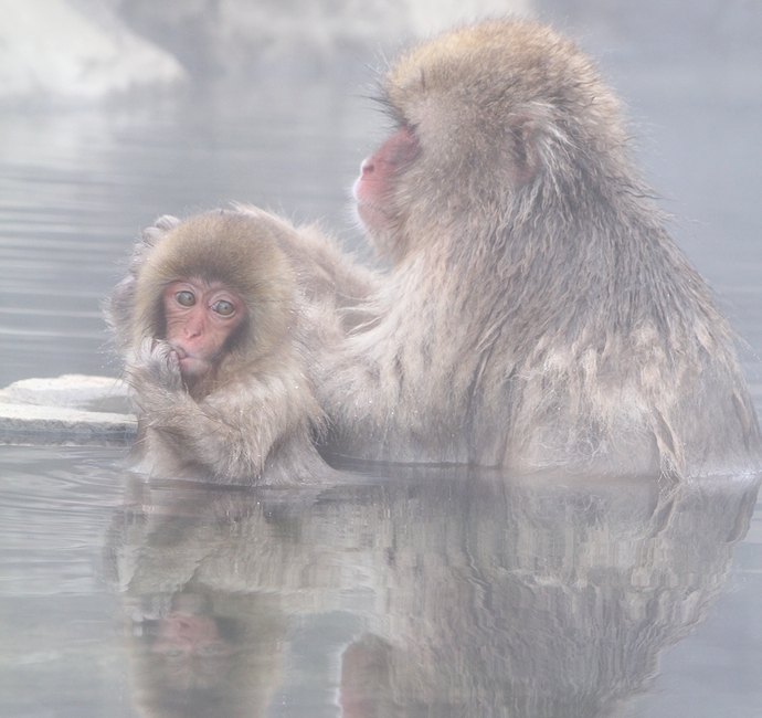 冬のオススメ 温泉に入る猿 地獄谷野猿公苑の Snow Monkey オモシロ観光施設