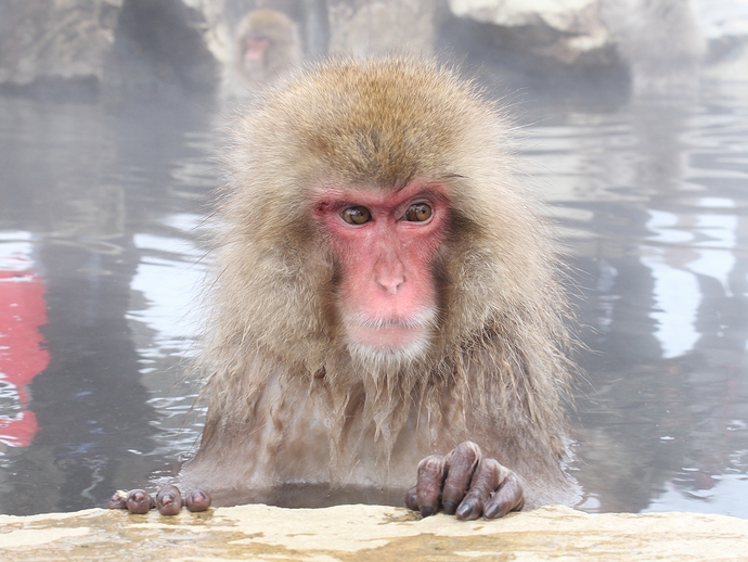 冬のオススメ 温泉に入る猿 地獄谷野猿公苑の Snow Monkey オモシロ観光施設