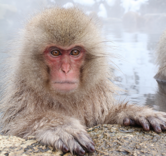 冬のオススメ 温泉に入る猿 地獄谷野猿公苑の Snow Monkey オモシロ観光施設