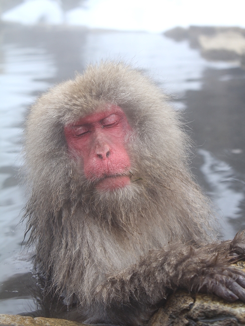 冬のオススメ 温泉に入る猿 地獄谷野猿公苑の Snow Monkey オモシロ観光施設