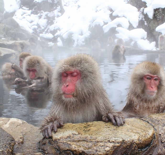 冬のオススメ！温泉に入る猿 ～地獄谷野猿公苑の「Snow Monkey