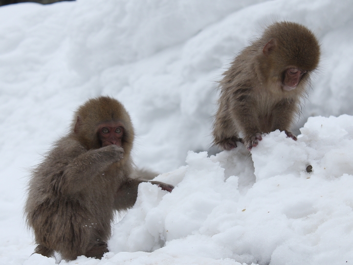 冬のオススメ！温泉に入る猿 ～地獄谷野猿公苑の「Snow Monkey 