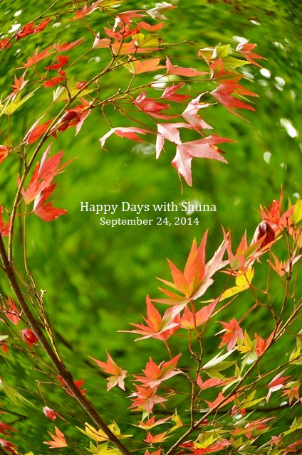 070_2014092416504174a.jpg