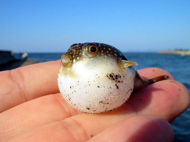 2ch 釣り愛好会 釣ったフグを自分で刺身にして食べ意識不明の重体