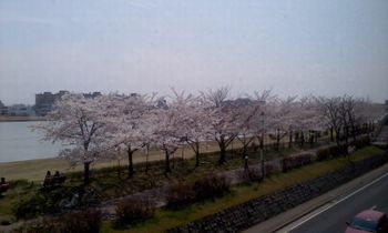 ようやく桜が咲きました