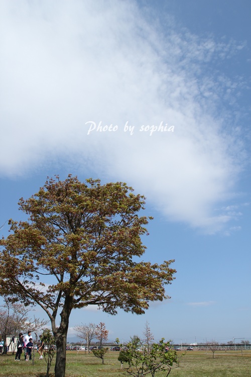 20130428マラソン3