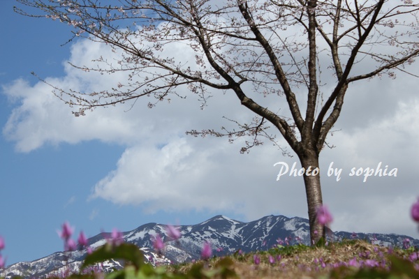 20130428桜・カタクリ・粟ヶ岳1