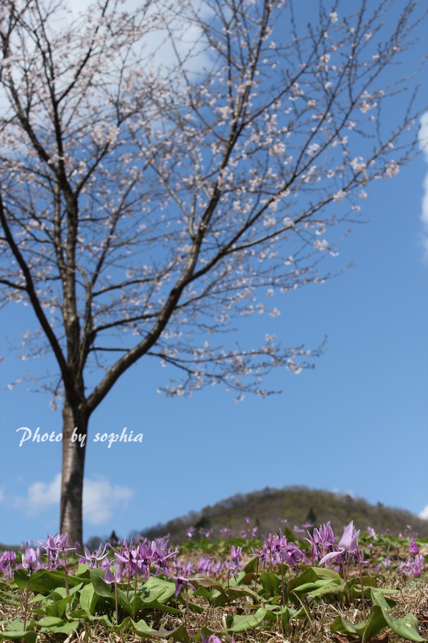 20130428桜・カタクリ
