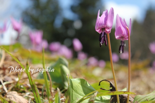 20130428カタクリ