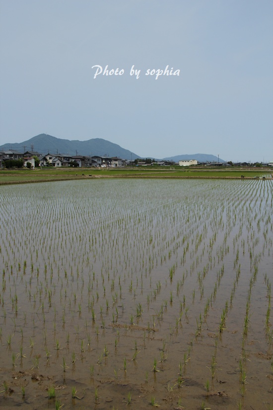 IMG_941020130527.jpg