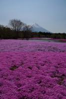 芝桜まつり