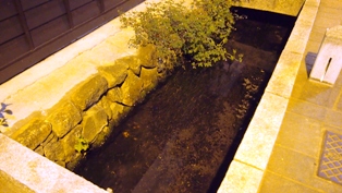 P1010490a.jpg