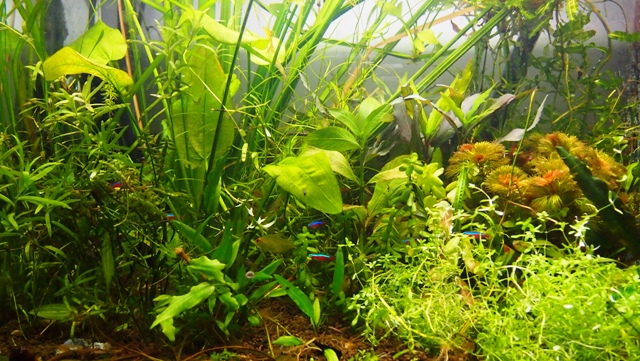 P1011104a.jpg