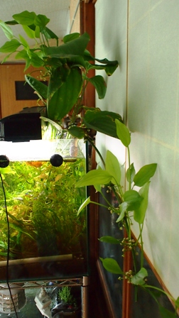 P1011157a.jpg
