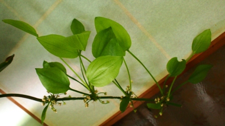 P1011158a.jpg
