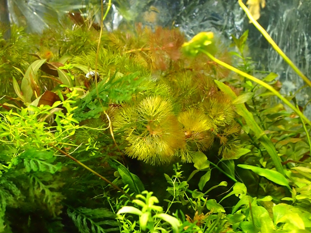 P5050120a.jpg